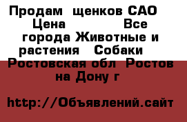 Продам ,щенков САО. › Цена ­ 30 000 - Все города Животные и растения » Собаки   . Ростовская обл.,Ростов-на-Дону г.